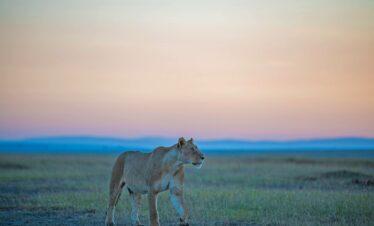 3 day joining safari