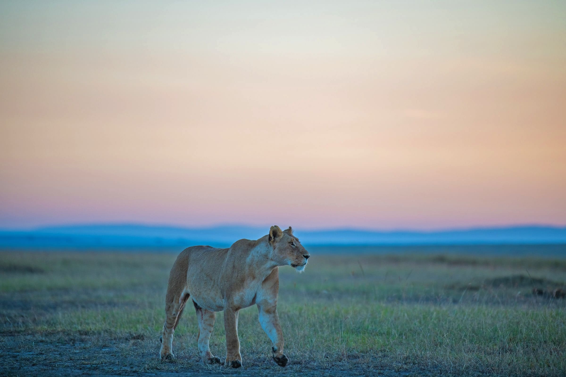 beautiful-picture-lioness-masai-mara