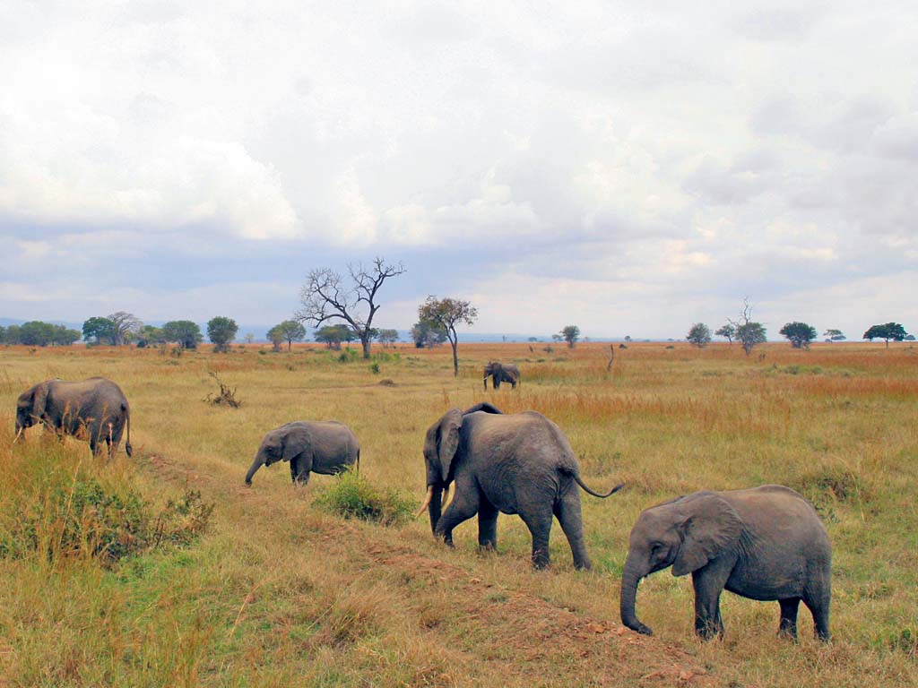 featured-eles-mikumi