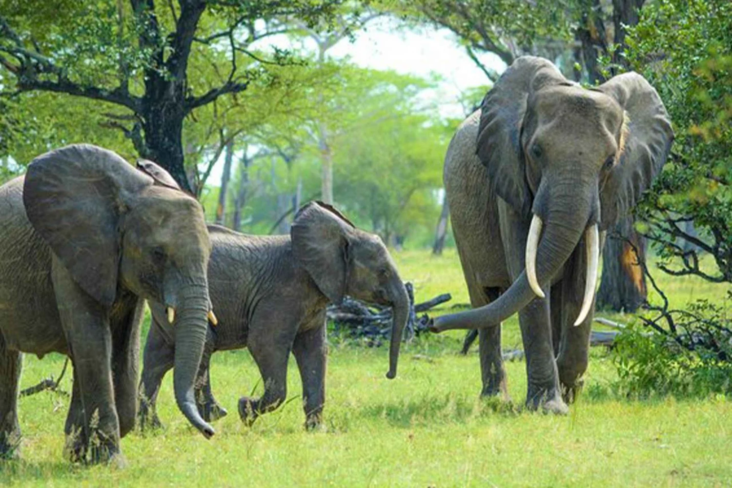 from-zanzibar-selous-game-reserve-safari-with-flights-4433314