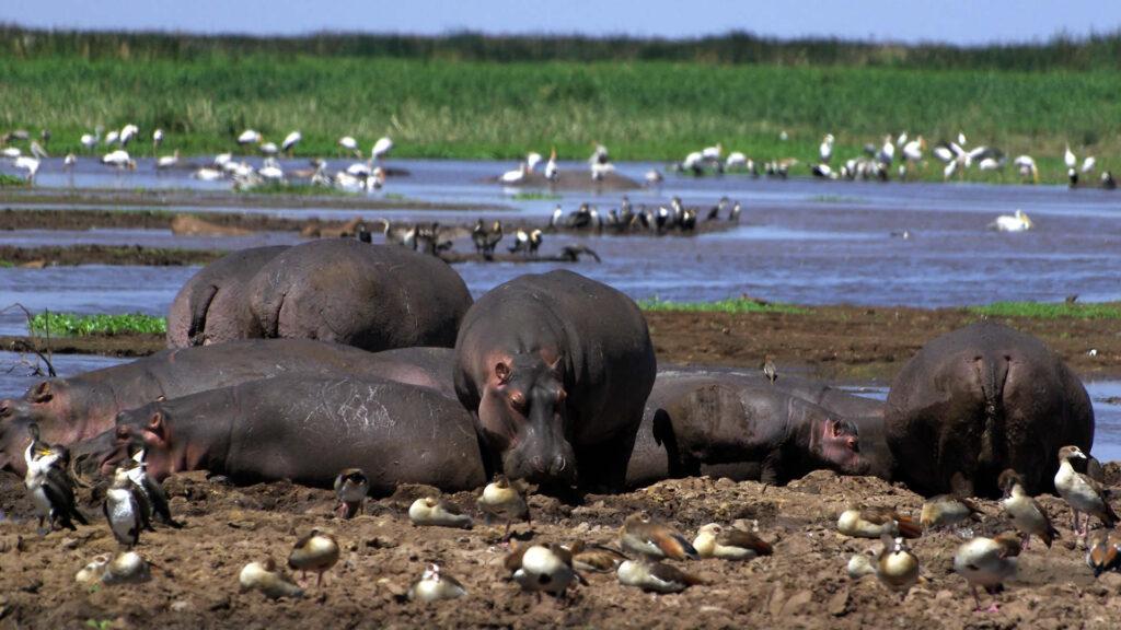hypotatamus from Tanzania parks