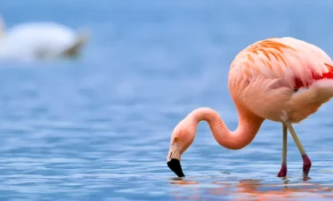 Serengeti and Zanzibar Luxury safari
