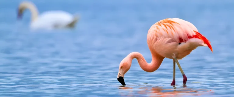 Serengeti and Zanzibar Luxury safari