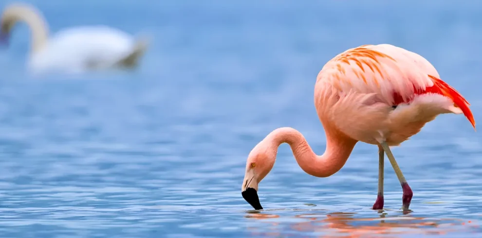 Serengeti and Zanzibar Luxury safari