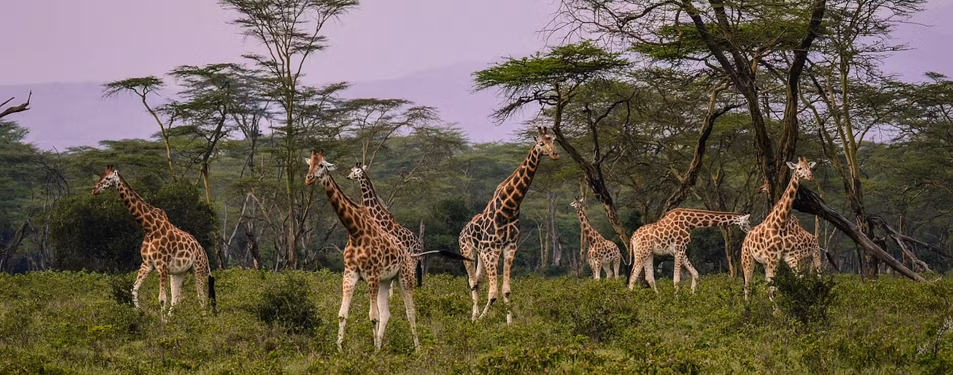 lake-nakuru-giraffes