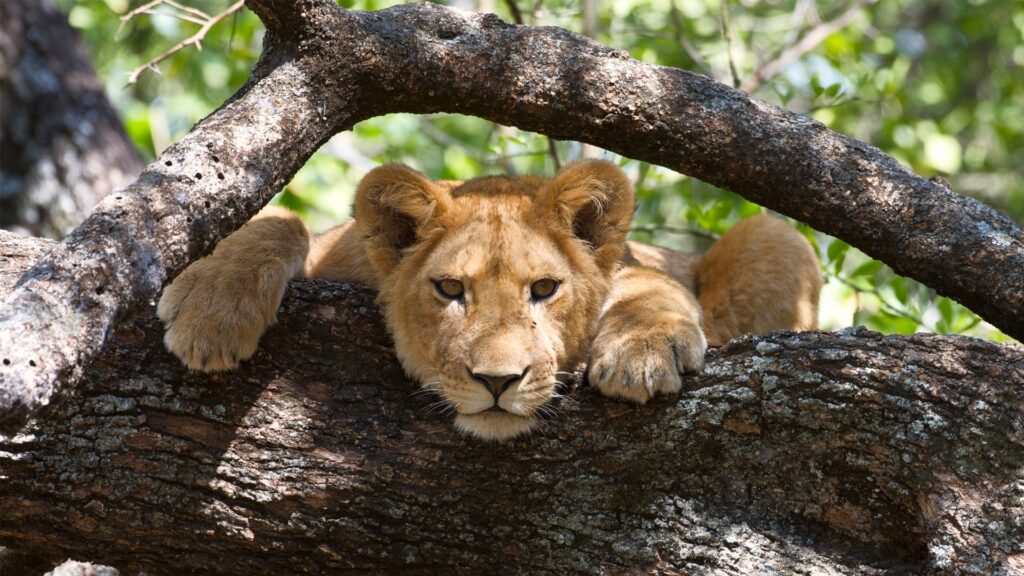 The liones rest at the top of tree waiting for hunting