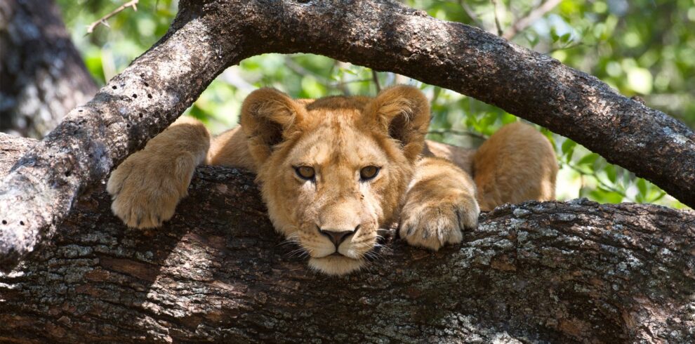 The liones rest at the top of tree waiting for hunting
