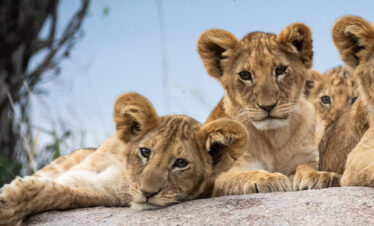 lion cab from serengeti wildlife safari