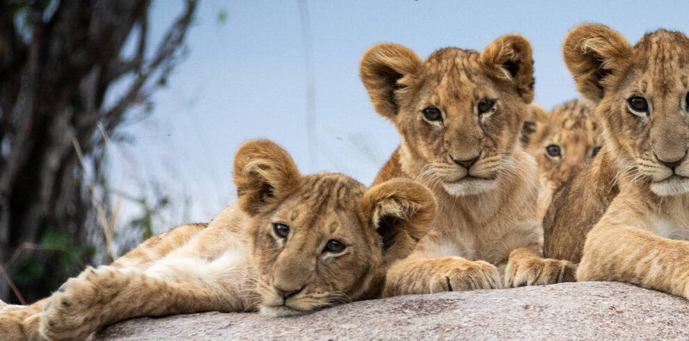 lion cab from serengeti wildlife safari