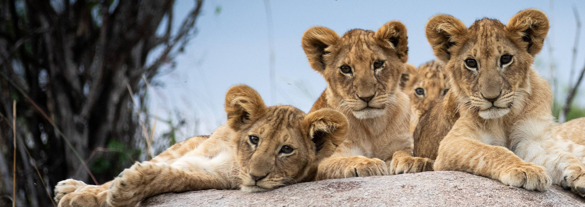 lion cab from serengeti wildlife safari