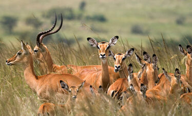 Group of Thomisoni from Serengeti wildlife
