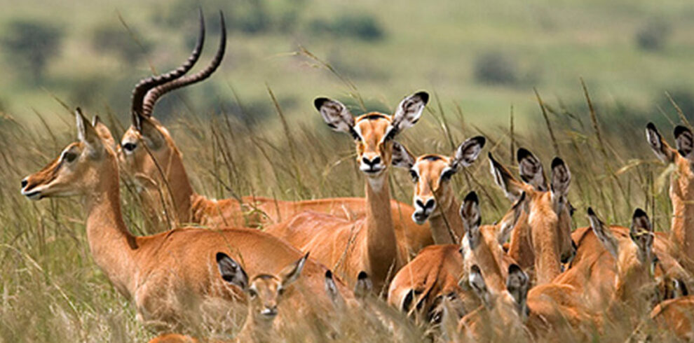Group of Thomisoni from Serengeti wildlife