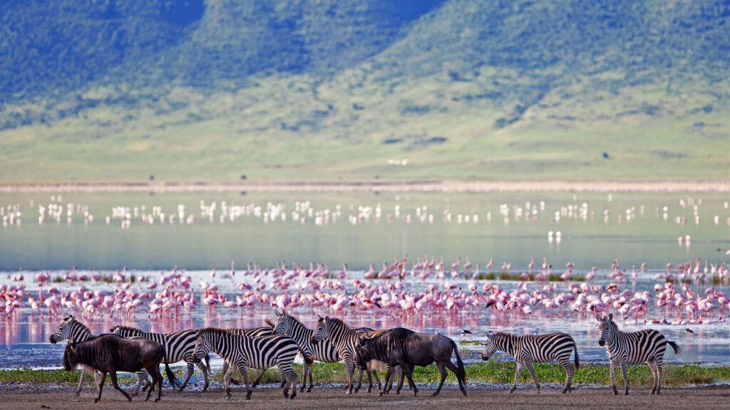 ngorongoro crater Tanzania Budget Safari with serengeti wildlife safaris