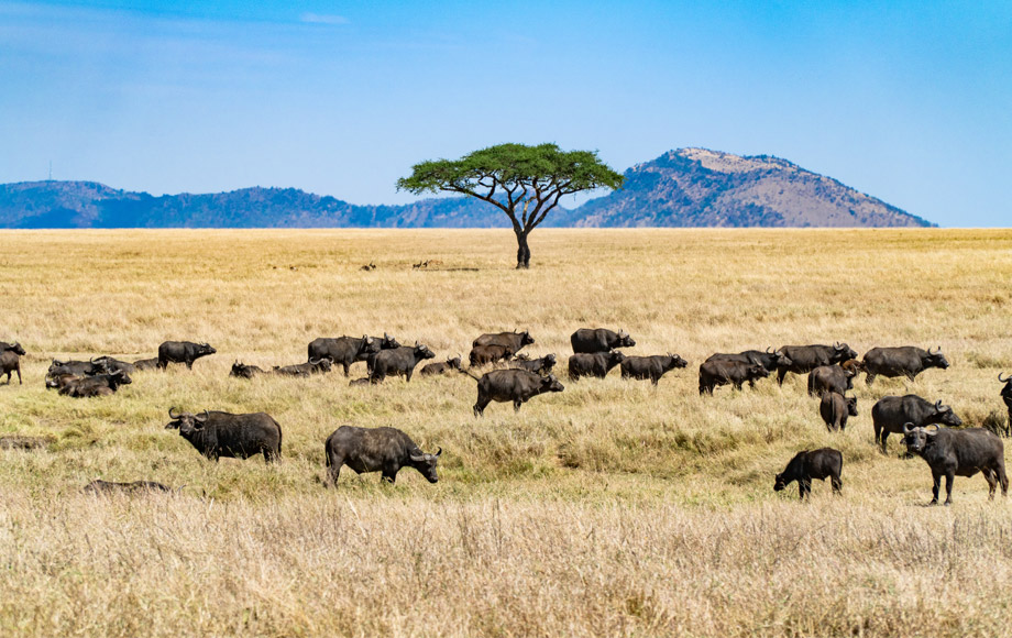 safaritanzania_home