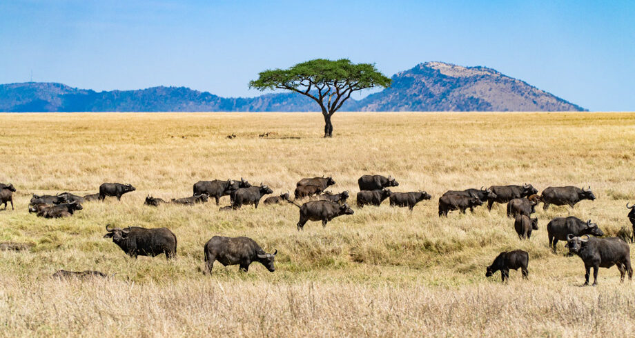 safaritanzania_home