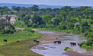 Elephant drink and cool their bods in Tarangire National Park