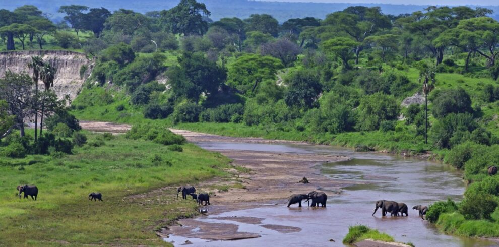 Elephant drink and cool their bods in Tarangire National Park