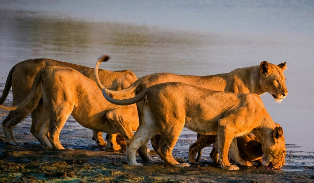 Embark lion price in Lake Manyara National Park one of the best Tanzania Safari
