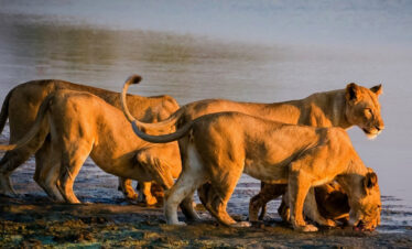 Embark lion price in Lake Manyara National Park one of the best Tanzania Safari