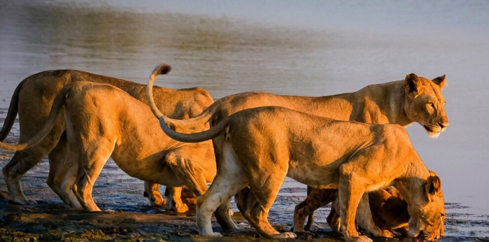 Embark lion price in Lake Manyara National Park one of the best Tanzania Safari