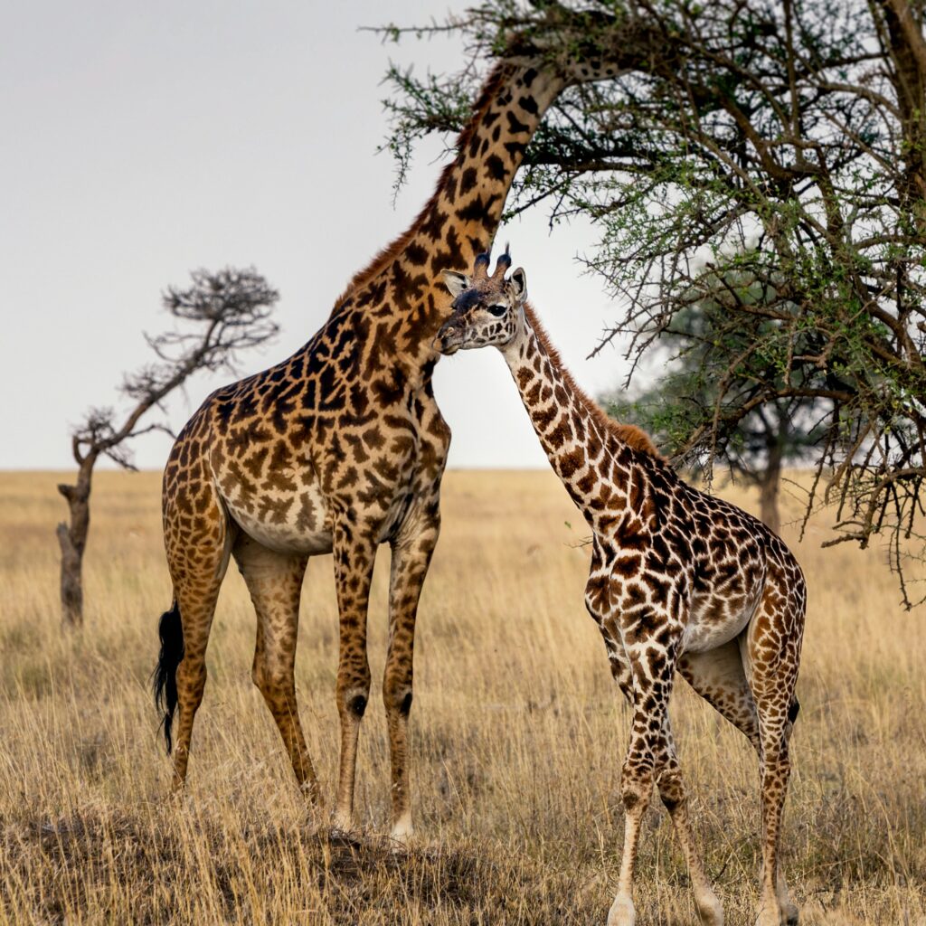 Brothers giraffe -serengeti wildlife safaris