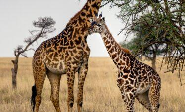 Brothers giraffe -serengeti wildlife safaris