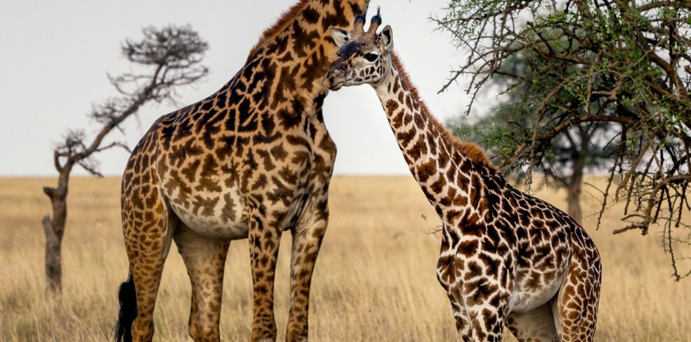 Brothers giraffe -serengeti wildlife safaris
