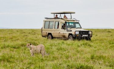 one of the best Tanzania safari to see cheater walking around of Serengeti national park