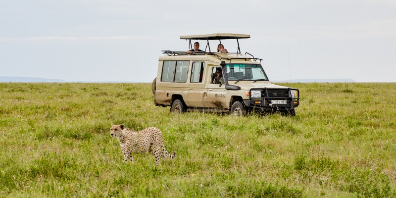one of the best Tanzania safari to see cheater walking around of Serengeti national park
