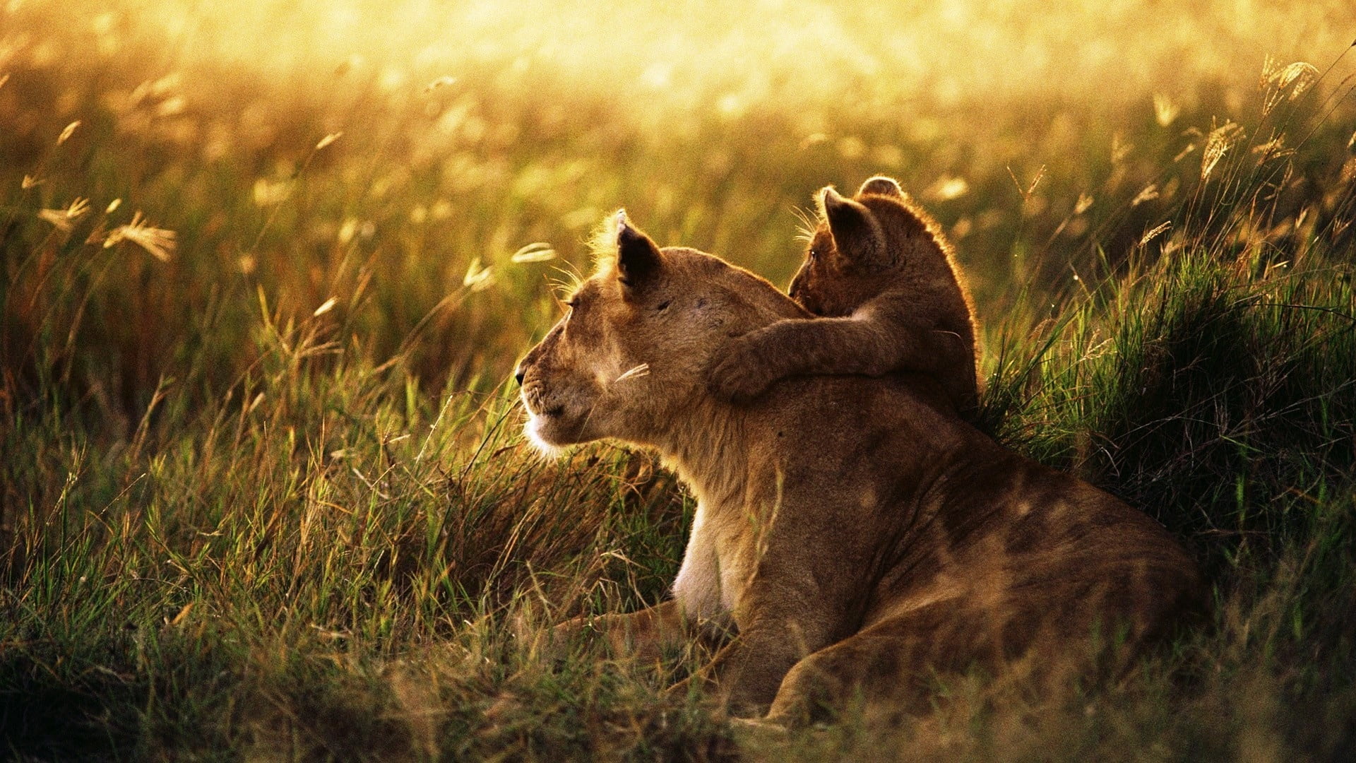 Tanzania budget safari lioness with the cab from serengeti wildlife safaris library