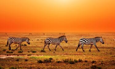 Serengeti wildlife safari 8-day great migration luxury safari Tree Arch giraffe walking on the plain of serengeti wildlife