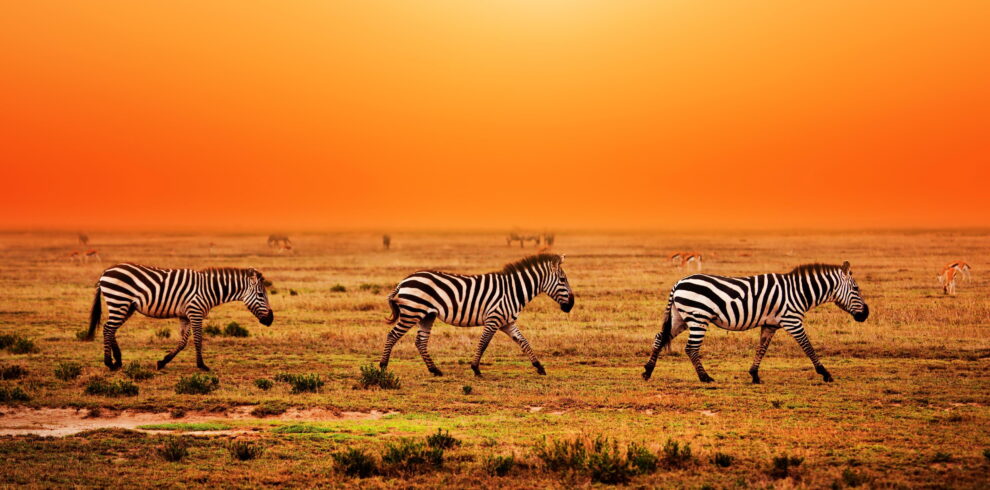 Serengeti wildlife safari 8-day great migration luxury safari Tree Arch giraffe walking on the plain of serengeti wildlife