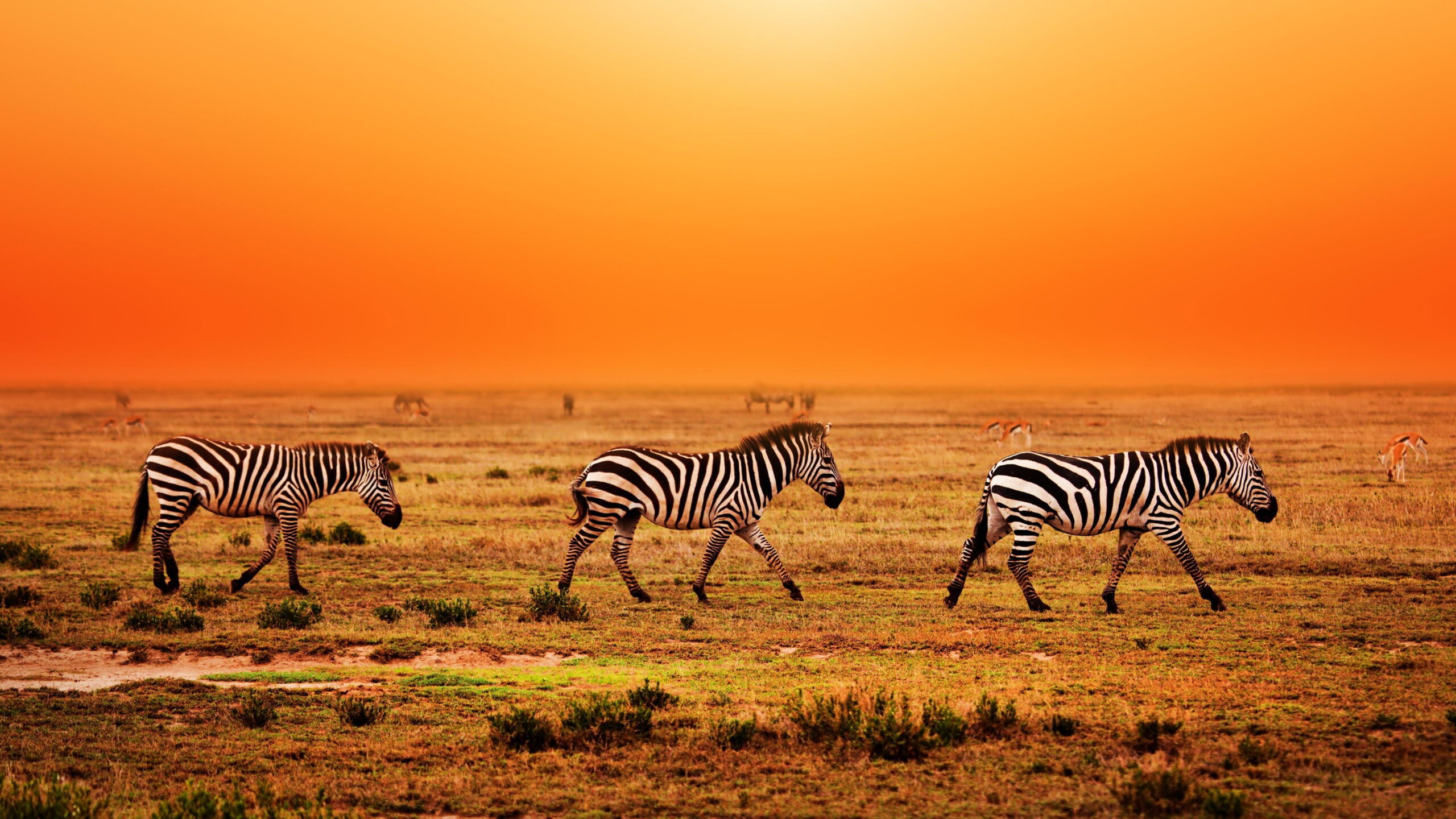 Serengeti wildlife safari 8-day great migration luxury safari Tree Arch giraffe walking on the plain of serengeti wildlife