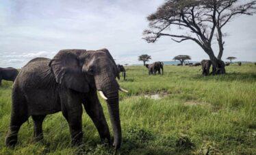 big-elephant-from-serengeti-plain