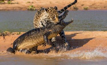cheeter hunting crocodile
