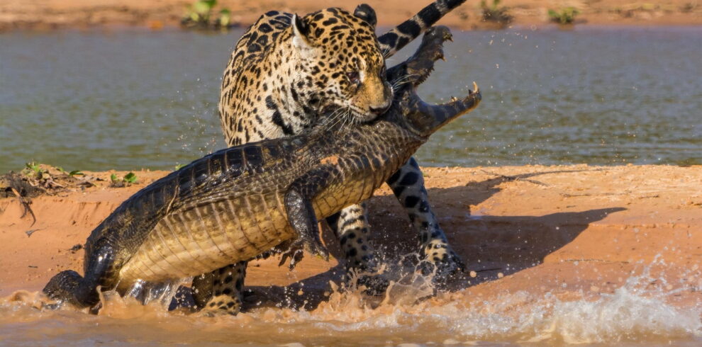 cheeter hunting crocodile