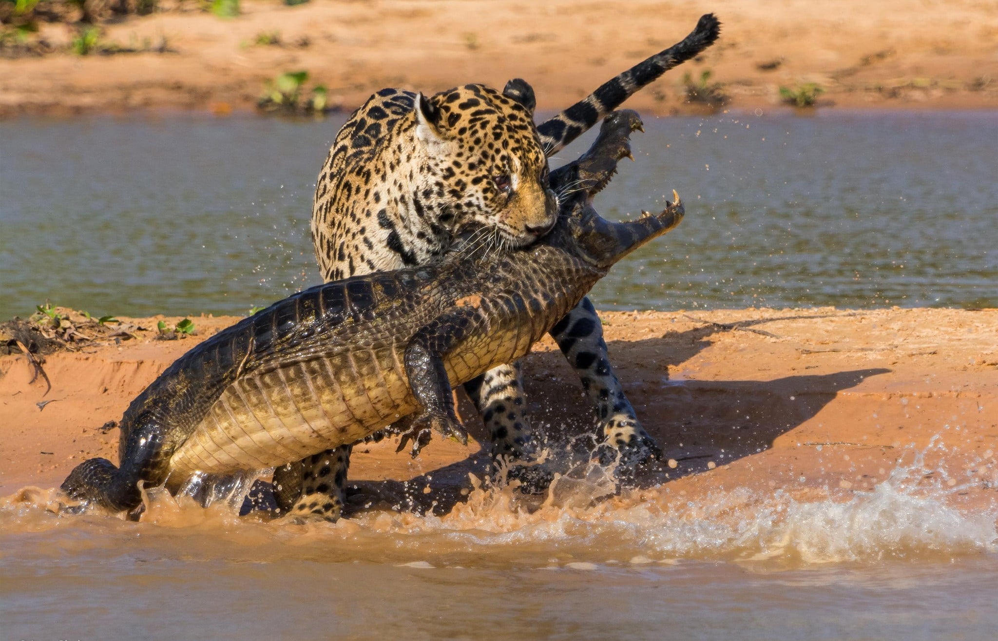 cheeter hunting crocodile
