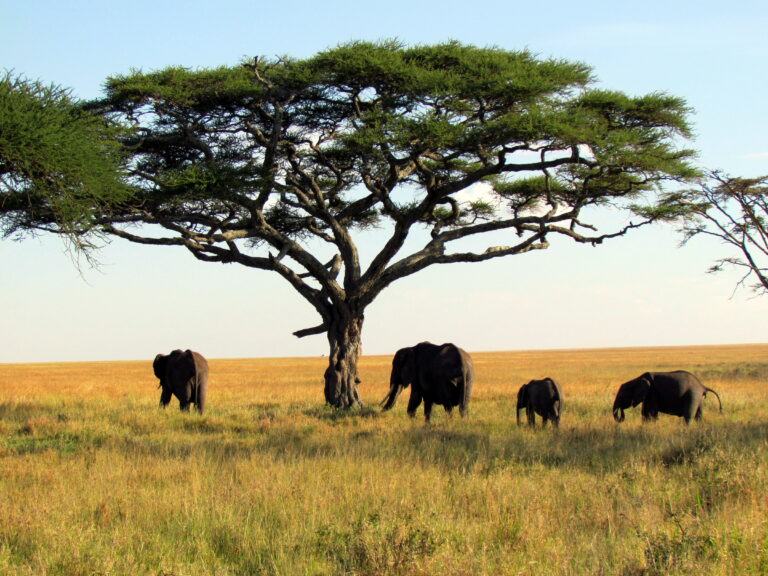 serengeti wildlife safaris