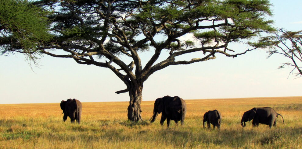 serengeti wildlife safaris