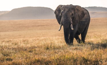 5-days-safari-serengeti-wildlife safaris