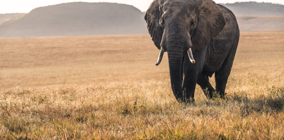 5-days-safari-serengeti-wildlife safaris
