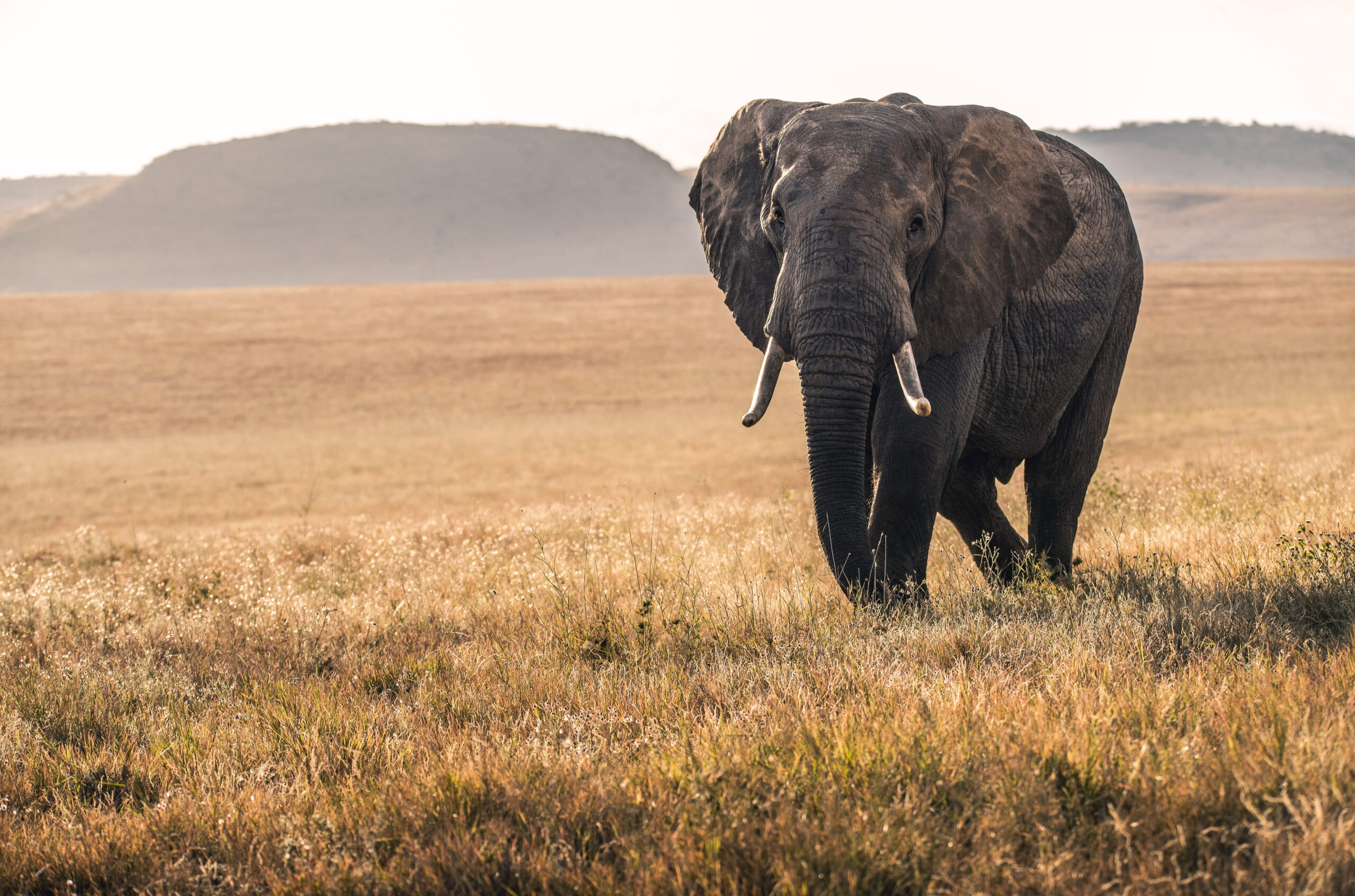 5-days-safari-serengeti-wildlife safaris