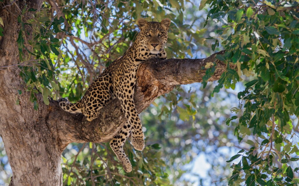 cheater rest to the tree standby for hunting serengeti wildlife safaris