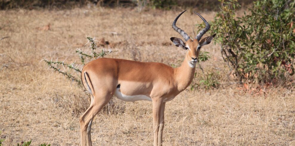 serengeti wildlife safaris thomison library file