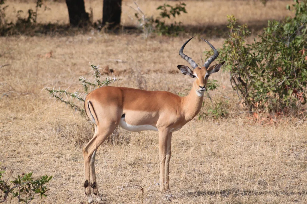 serengeti wildlife safaris thomison library file
