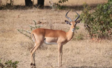 serengeti wildlife safaris thomison library file