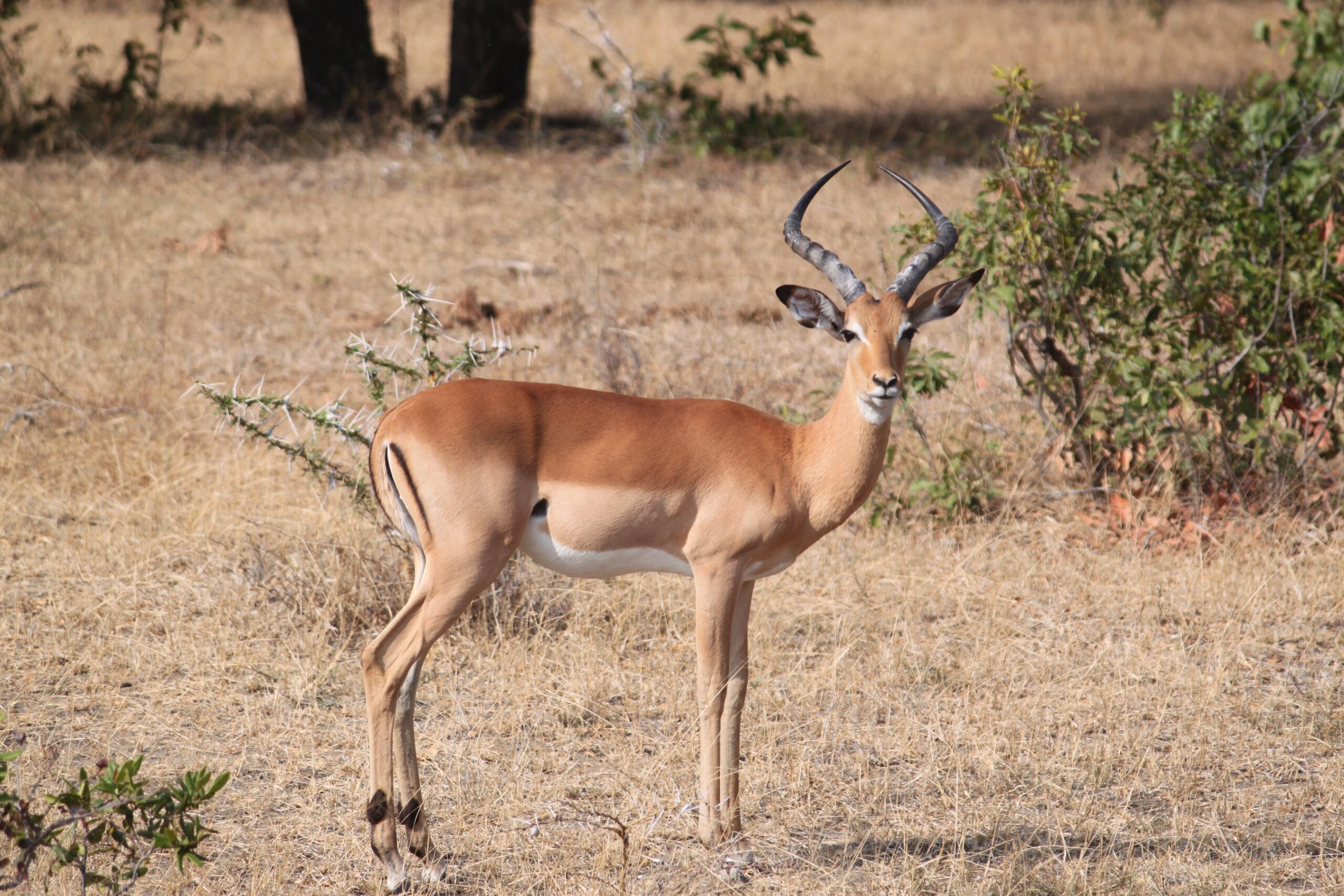 serengeti wildlife safaris thomison library file