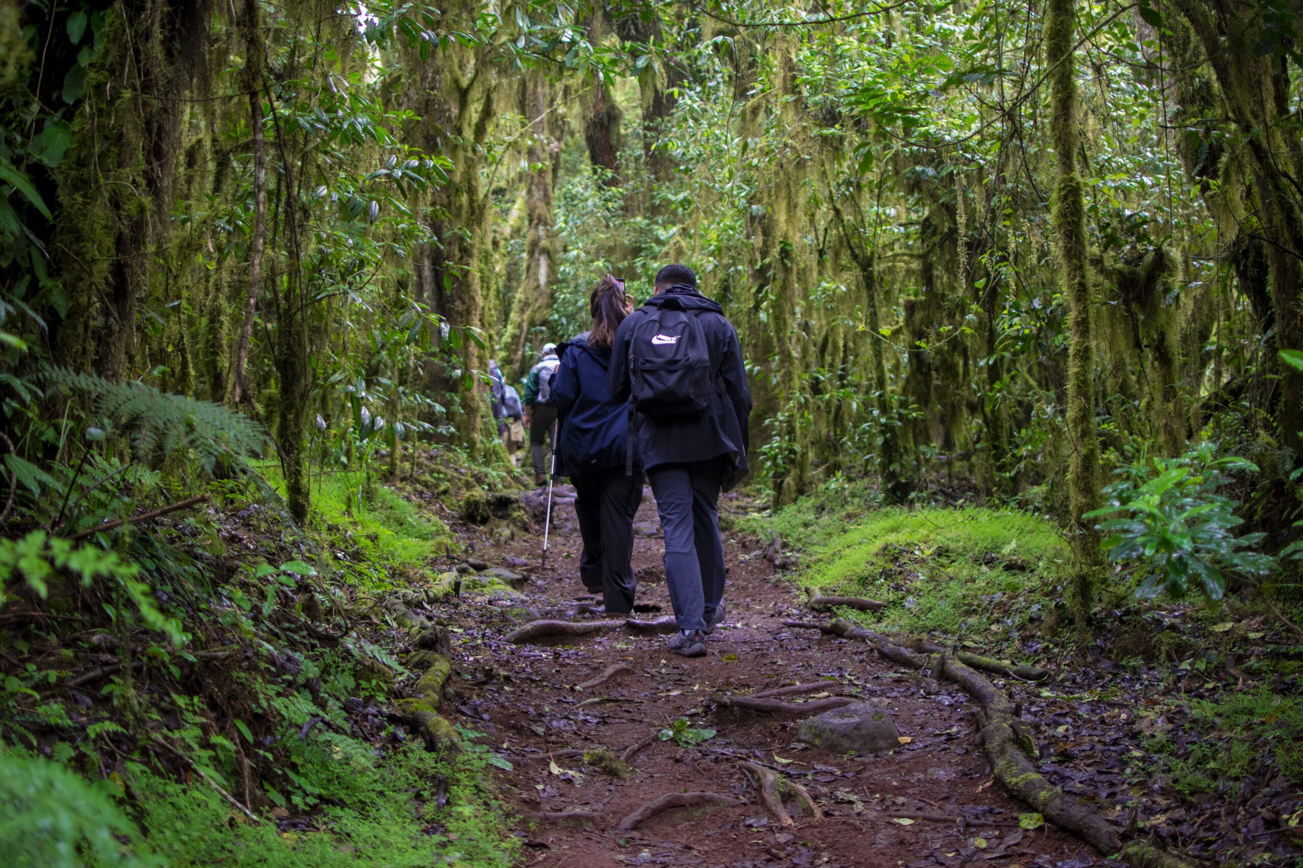 climbing mount Kilimanjaro via Serengeti wildlife safaris