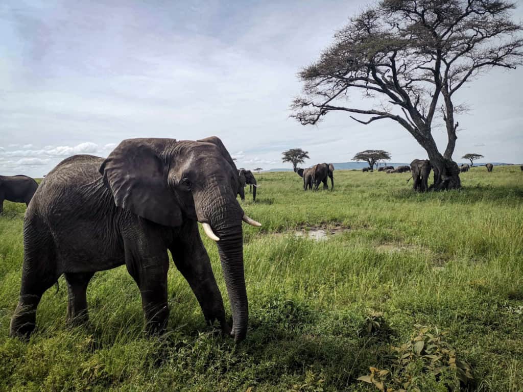 big-elephant-from-serengeti-plain