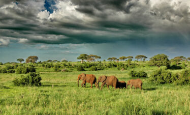 Elephant walking for search pasture from tarangire